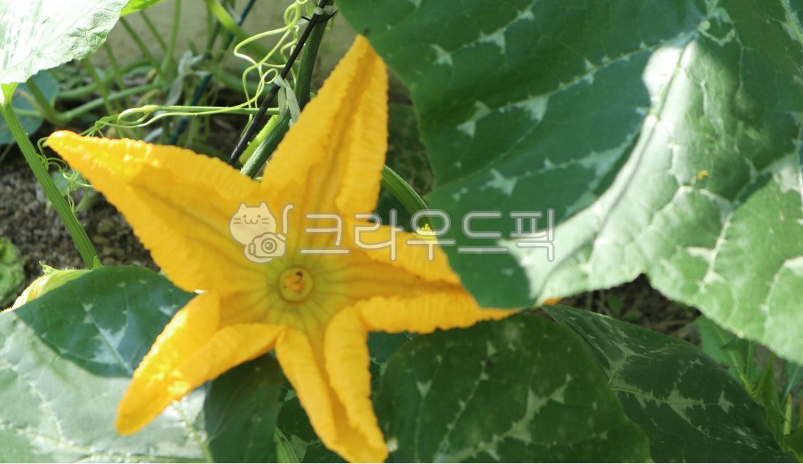 호박꽃,꽃,식물,애호박,호박잎,자연,호박,노란색,여름꽃,여름,나뭇잎,시골