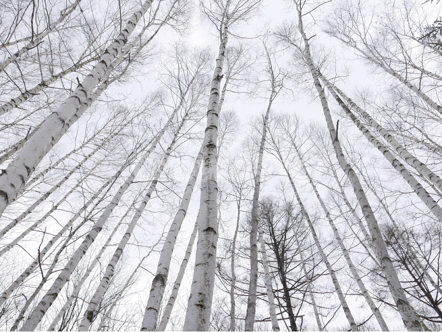 나무,겨울,하늘,맑음,나무숲,흰색,겨울,계절,winter,season,자연,풍경,nature,landscape,식물,plants,나무,trees,wood,tree,plant
