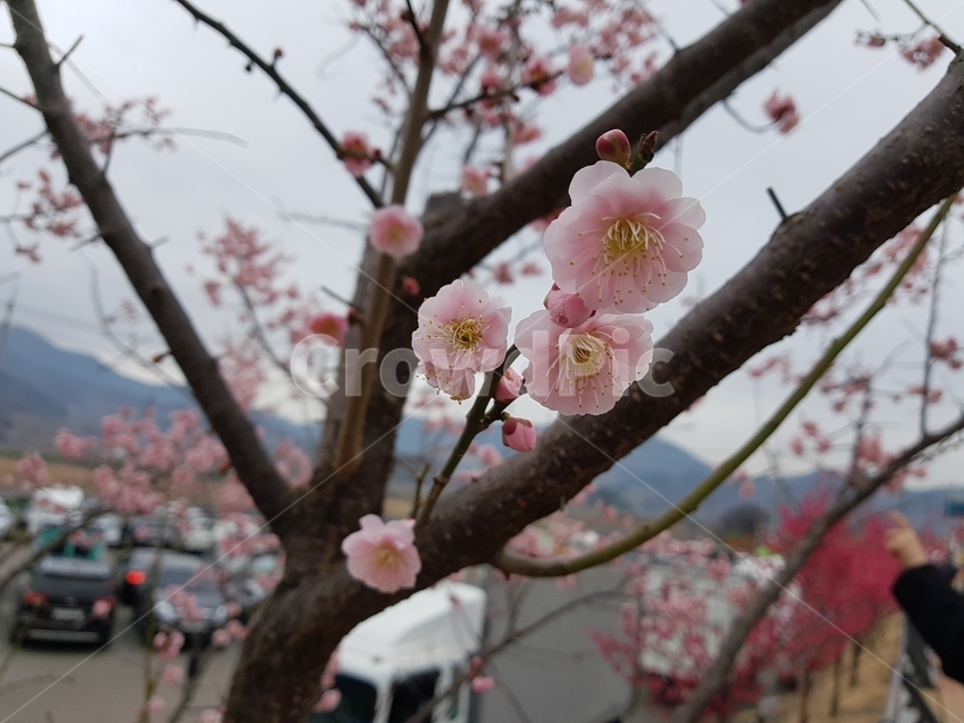 광양,매화,매화축제,꽃,봄,봄꽃,spring,전라도,nature,식물,flower,식물,자연,plants,nature,꽃,flower,나무,trees,wood
