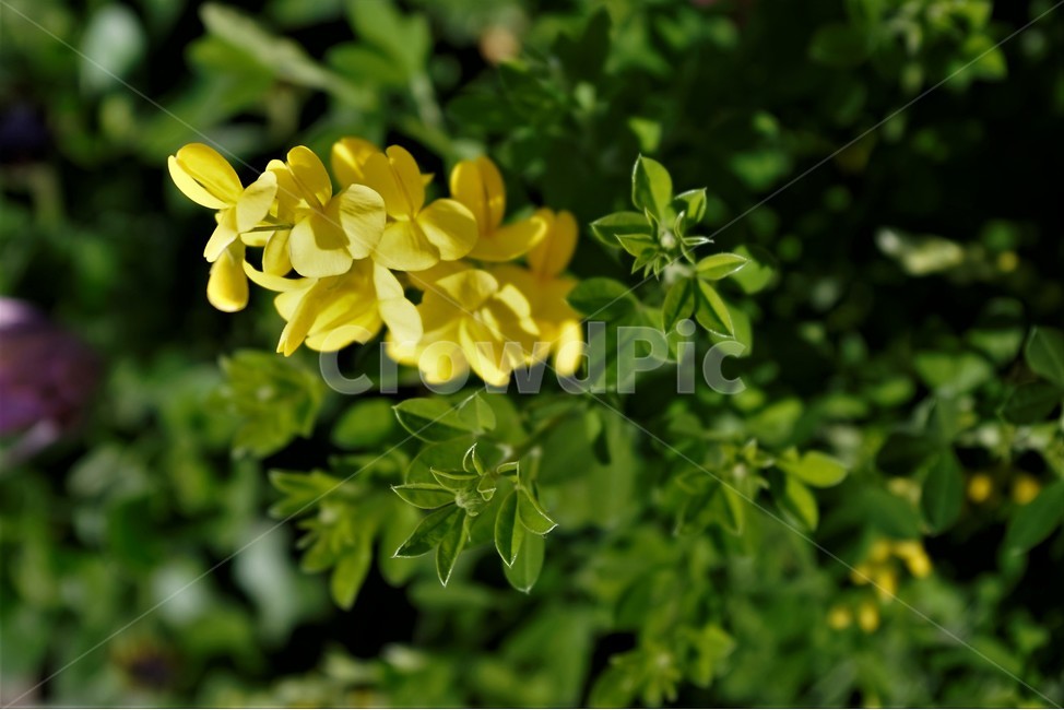 봄,정원,가드닝,원예,원예식물,화려,식물,꽃,bloom,colorful,floral,flower,gardenflowers,happymind,life,nature,plant,spring,garden,scent,healing