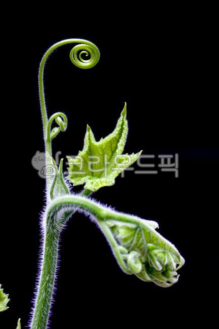 식물, 줄기, 호박줄기, 덩굴, plant, 사진,이미지,일러스트,캘리그라피 - Nbocrates68작가