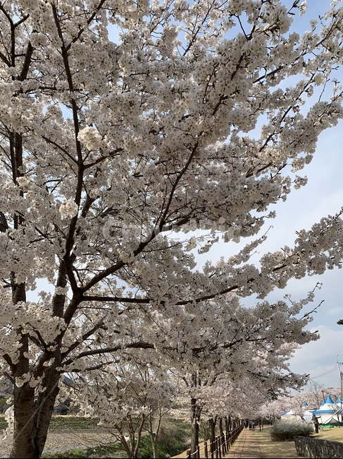 벚꽃,꽃나무,꽃,나무,벚꽃길