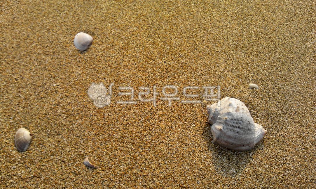 conch,sand,Beach,ocean,seashell,conch shell