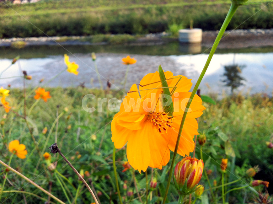 꽃,여치,식물,강,줄기,plants,flower,river,grass,식물,자연,plants,nature,꽃,flower,동물,animal,곤충,벌레,insect,bug