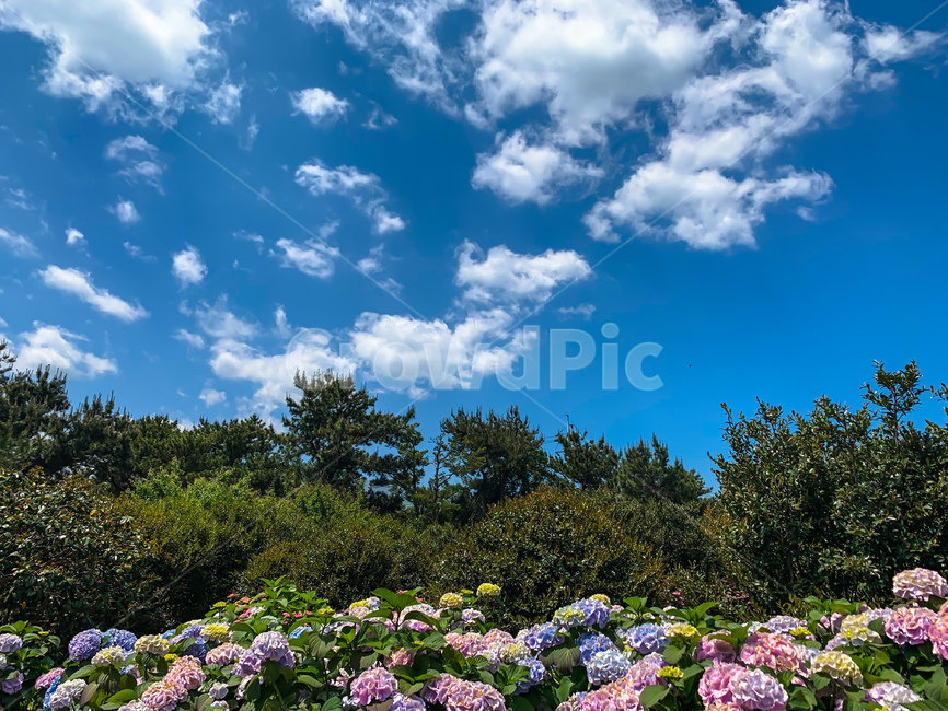 수국꽃,수국,하늘,파란,나무,숲,제주,aquaticflower,bluesky,tree