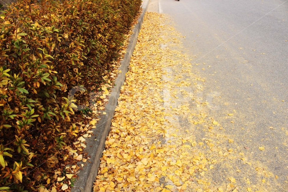 낙엽,나뭇잎,나무잎,단풍,단풍잎,은행잎,은행나무,노란색,길,도로,길가,식물,자연,plants,nature,가을,계절,fall,autumn,season,asphalt,아스팔트,road