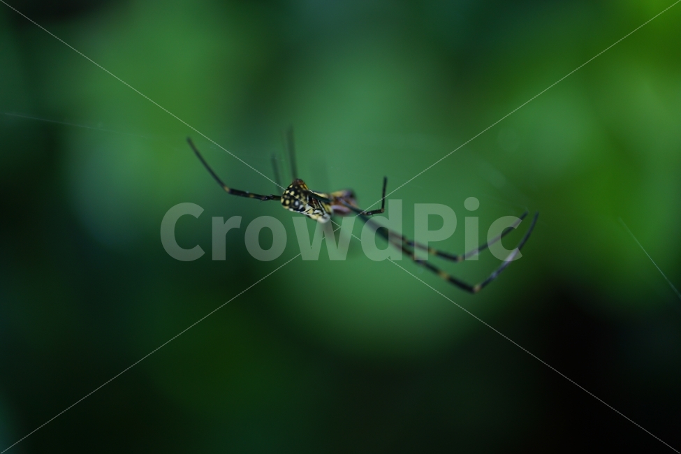 거미,곤충,동물,거미줄,자연,스파이더,spider,insect,nature,animal,함정,사냥꾼,헌터,hunter,무법자,벌레,사냥,포식자,동물,animal