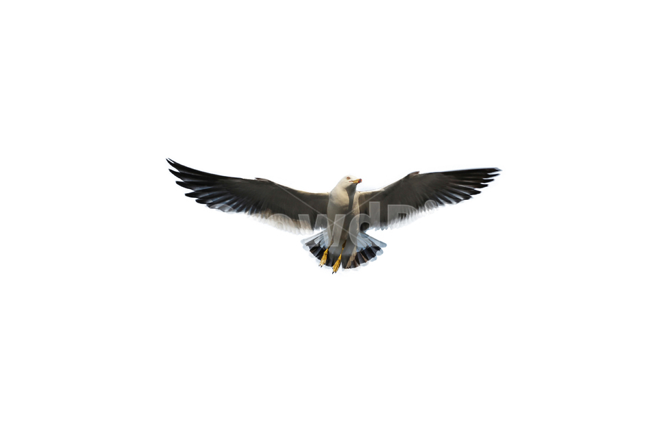 갈매기,새,조류,하늘,부리,날개,누끼,동물,seagull,bird,자연,풍경,naturelandscape,sea,animal,birds,감성sensible,feeling,outdoors,옥외,transportation,동물,animal,조류,새,birds,누끼,remove background