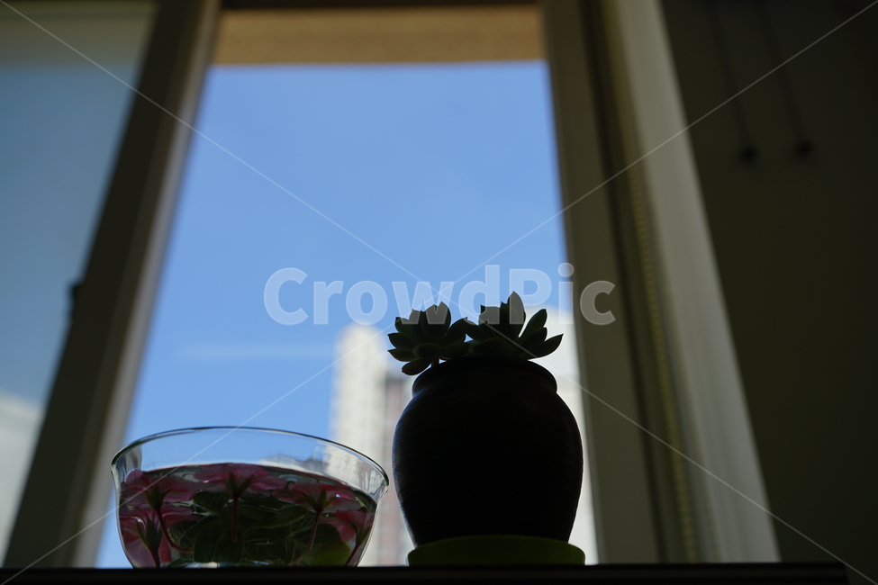 화분,꽃,장식,인테리어,식물,취미,플라워,창가,물,flower,핑크,분홍,컬러,색감,감성사진,꽃,flower,실내용화초,화분,화초,house plant