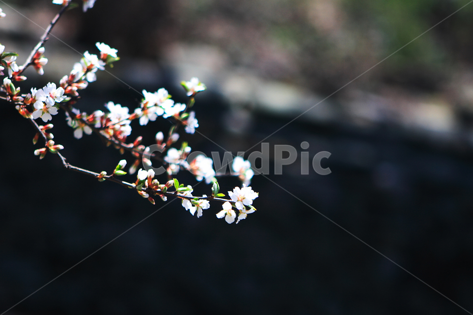 꽃,벚꽃,봄,배경,바탕화면,봄,계절,spring,season,식물,자연,plants,nature,꽃,flower,plant,blossom