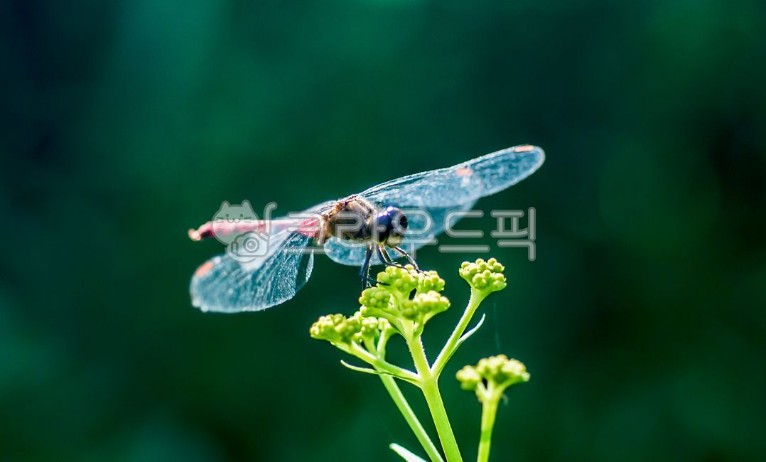 들꽃세상,잠자리,고추잠자리,곤충,insect,dragonflies,가을