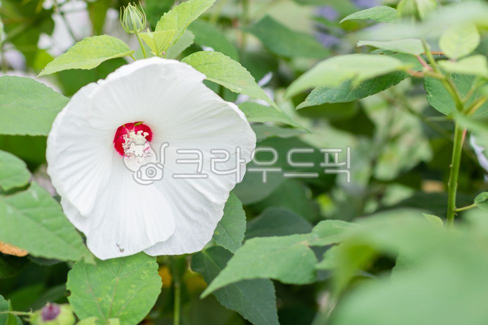 confederaterose,ornamental,summer,petal,white,hibiscusmutabilis,green,nature,bouillon,leaf,flower,mayfly flower,White,bouillon flower,outdoors,dicotyledonous plant,plant,Buyonghwa,deciduous shrub