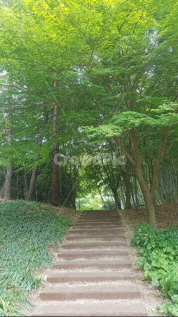 수목원,힐링,자연,수국,흰수국,배경,꽃,초록,여름,여름분위기