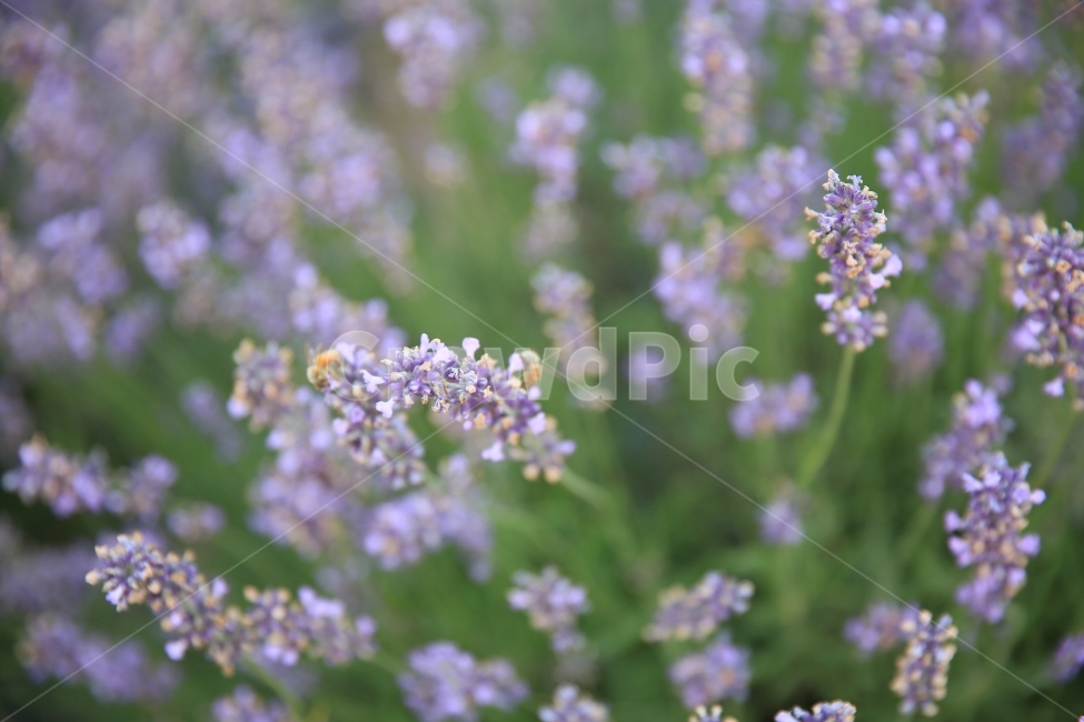 꽃,풍경,산책,향기,보라,평안,식물,자연,plants,nature,꽃,flower