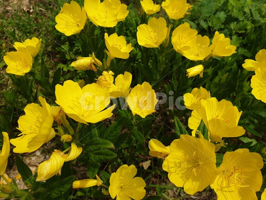 꽃,노란꽃,노랑꽃,풍경,정원,식물,flower,yellow,plant