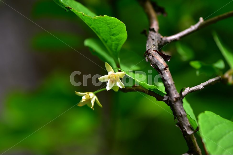 오미자,야생화,꽃,식물,자연,생태,플라워,flower,plants,nature,나무,식물,자연,plants,nature,꽃,flower