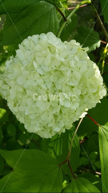 꽃,행복,들꽃,수국,길,꽃종류,꽃사진,꽃도감,꽃추천,꽃찾기,들꽃이름,들꽃따러왔다가,들꽃사진,들꽃1,식물,자연,plants,nature,꽃,flower