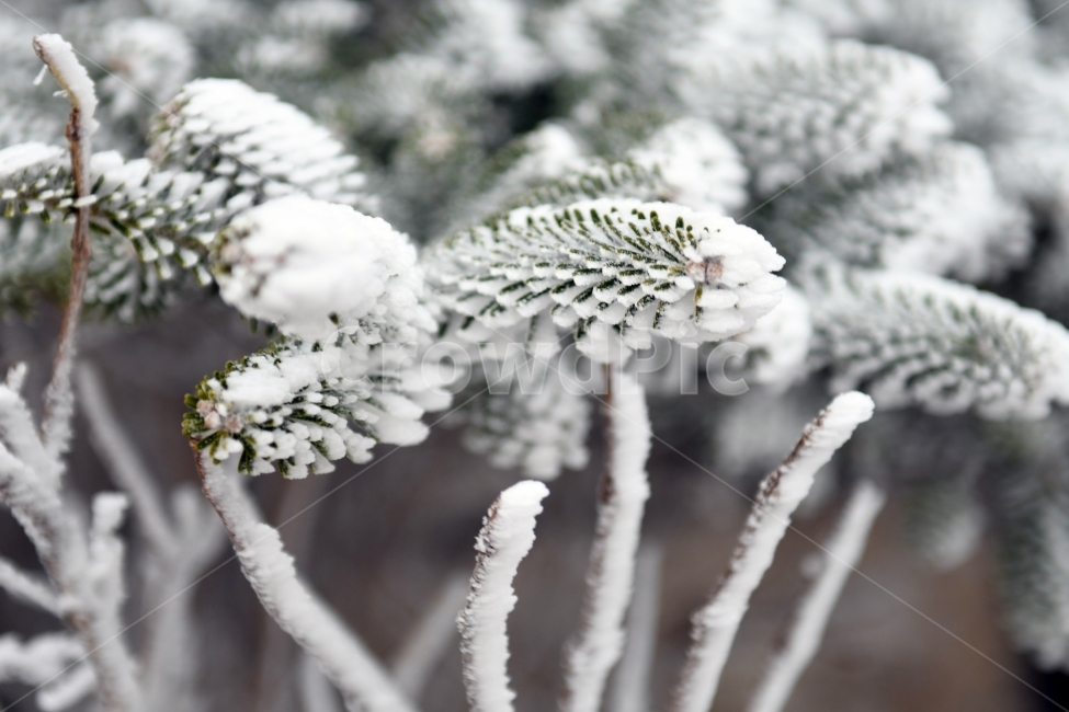 눈,풍경,겨울,눈꽃,상고대,바람,서리,추위,산,나무,겨울,계절,winter,season,식물,자연,plants,nature