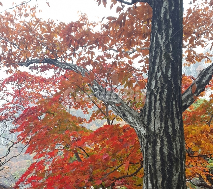 단풍,붉은색,나무,단풍나무,하늘,가을,가을풍경,자연,등산,산,가을,계절,fall,autumn,season,식물,자연,plants,nature,나무,trees,wood,tree,plant,maple