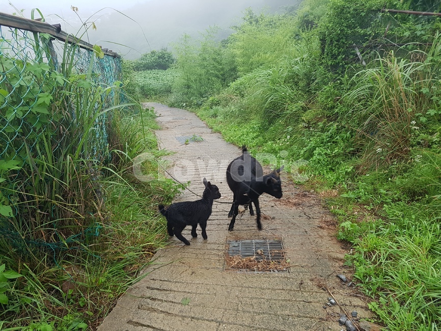 염소,동물,포유류,경치,안개,자연,동물,animal,포유류,mammal,산업,industry,industrial,목축업,목장,livestock farming,ranching,pasture