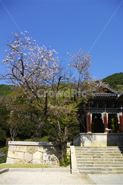건축,사찰,절,지붕,traditional,전통,벚꽃나무,식물,plant,봄,spring,하늘,한국전통,한국문화,korean traditional,korean culture,건축물,건물외관,exterior,building,structure,architecture,construction