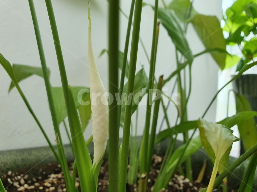 식물,plant,스파티필럼,꽃대,화초