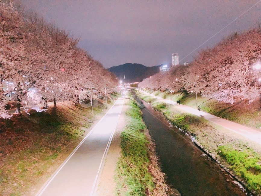 벚꽃,cherryblossom,밤,봄,spring,꽃,식물,자연,plants,nature,꽃,flower