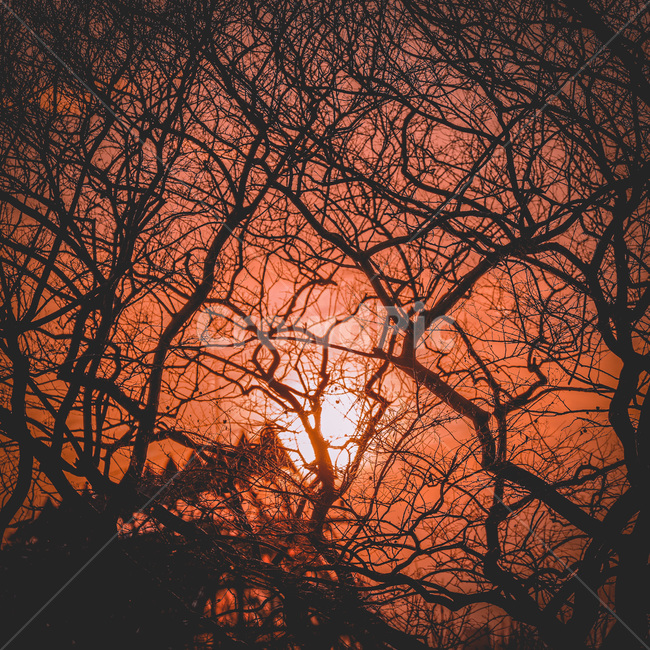일몰,sunset,나무,빛,light,red,shadow,그림자,역광,pattern,무늬,기하학,tree