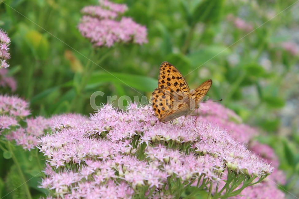 나비,자연,꽃,flower,butterfly