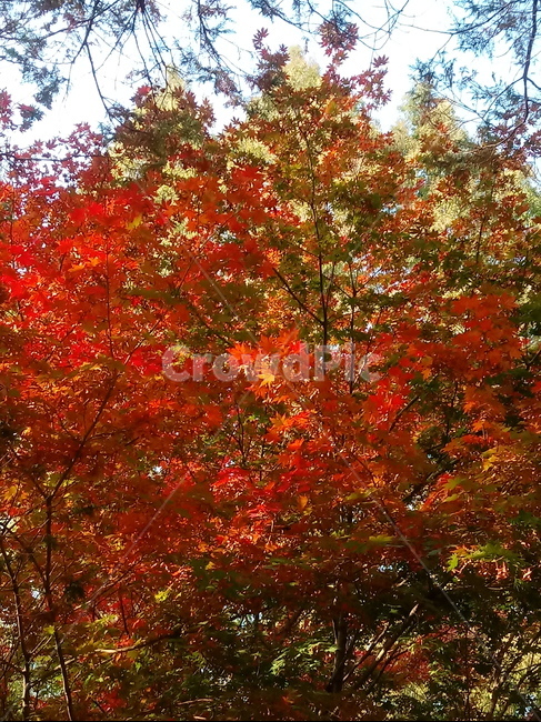 가을,단풍,낙엽,maple,plant,식물,단풍나무,단풍잎,leaf,잎,tree,나무,계절,fallautumnseason,가을단풍,자연,풍경,경치,가을,계절,fall,autumn,season,식물,자연,plants,nature,나무,trees,wood