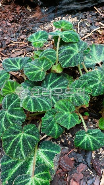 leaf,잎,soil,토양,솔리무타타,베고니아,솔리무타타베고니아,식물,plant,초록,줄무늬