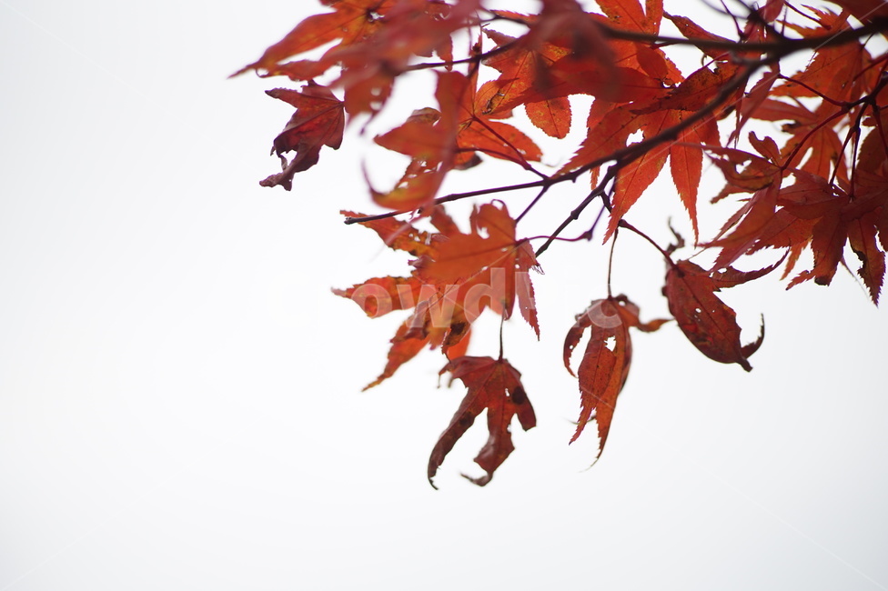 단풍,maple,나무,식물,tree,plant,잎,가을,계절,fall,autumn,season,leaf
