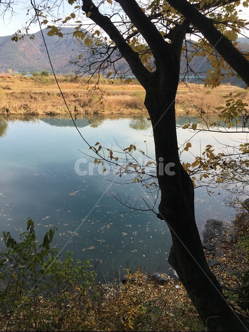 가을,강변,낙엽,늦가을,단풍