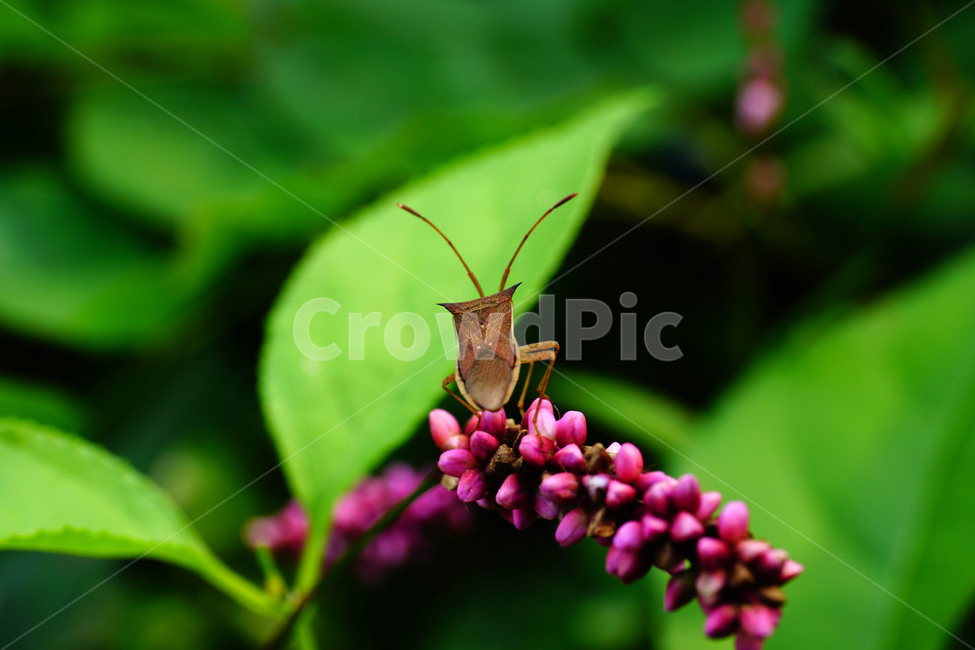 여뀌,노린재,식물,자연,곤충,벌레,꽃,9월,가을,september,fall,autumn,insect,nature,plants,tree,나무,flower,플라워,closeup,접사,매크로,마크로,macro,꽃사진,가을꽃,식물,자연,plants,nature,동물,animal,곤충,벌레,insect,bug,과일,열매,fruit