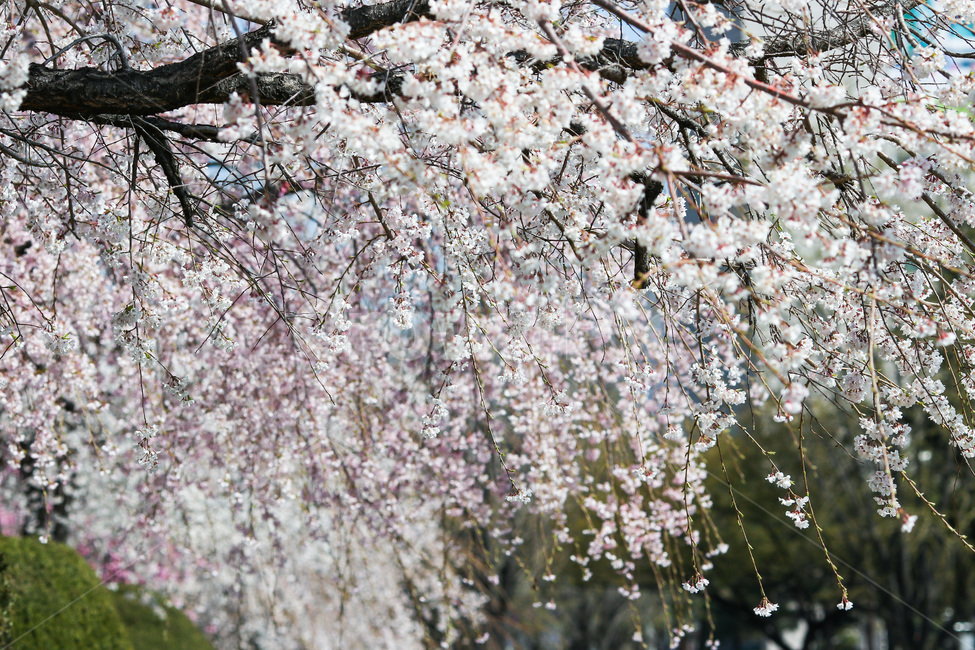 봄날,봄꽃,꽃,벚꽃,식물,아름다운,계절,백색,화이트,flower,season,spring,cherryblossom,white