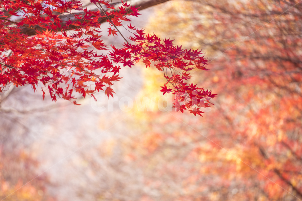 자연,풍경,단풍,가을,감성,가을,계절,fall,autumn,season,자연,풍경,nature,landscape,plant,식물,leaf,잎,tree,나무,maple