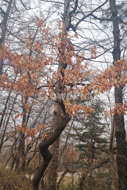 나무,겨울,낙엽,자연,공원