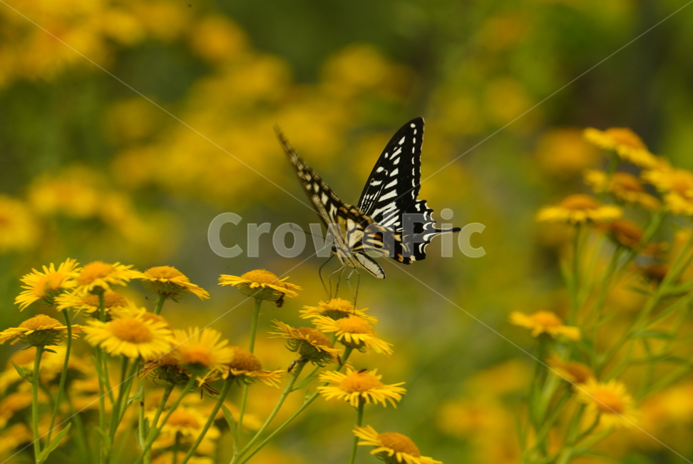 나비,꽃,야생화,식물,자연,flower,plants,summer,butterfly