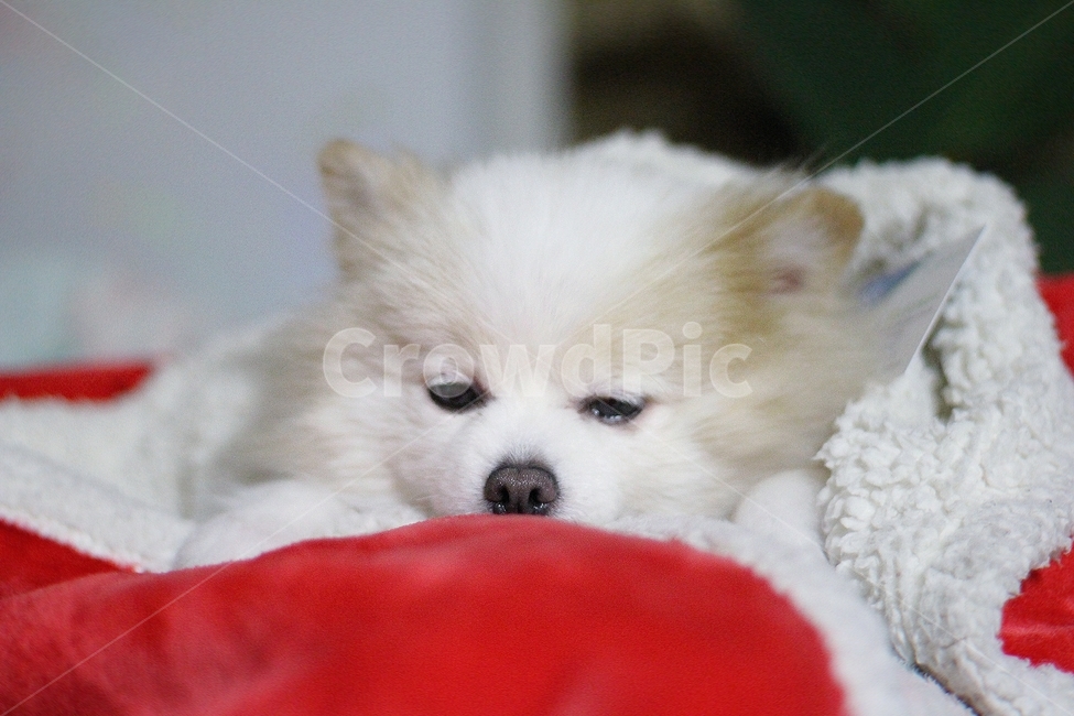 강아지,포메,포메라니안,동물,귀여운동물,동물,animal,포유류,mammal,개,강아지,dog,doggy