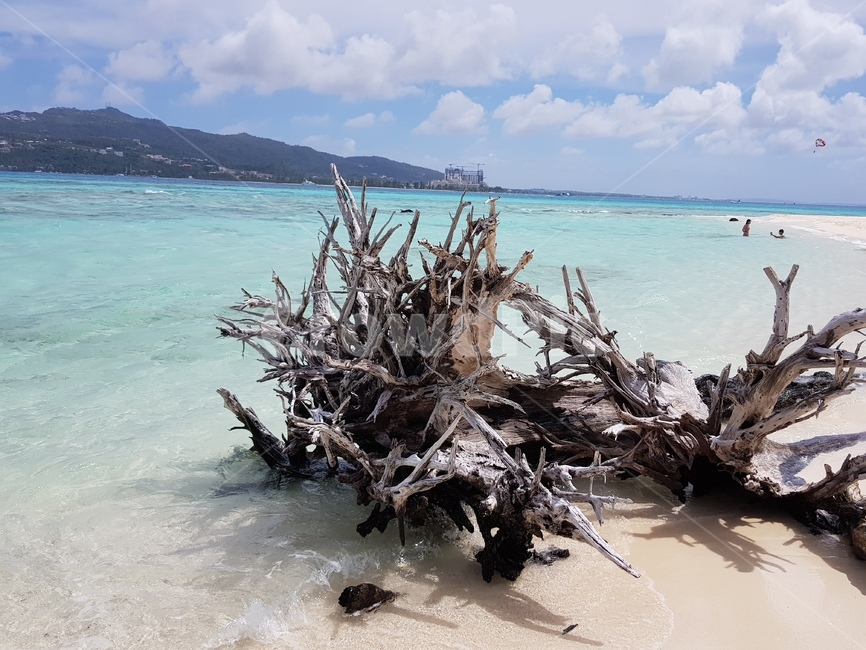 wood,나무,driftwood,유목,바다,하늘,sea,sky,무인도,자연,풍경,nature,landscape
