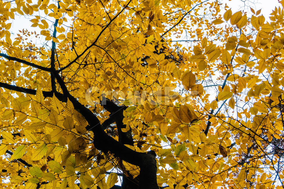 단풍,단풍나무,낙엽,foliage,가을단풍,autumnleaves,가을,계절,fall,autumn,season,leaf,잎,plant,식물,tree,나무