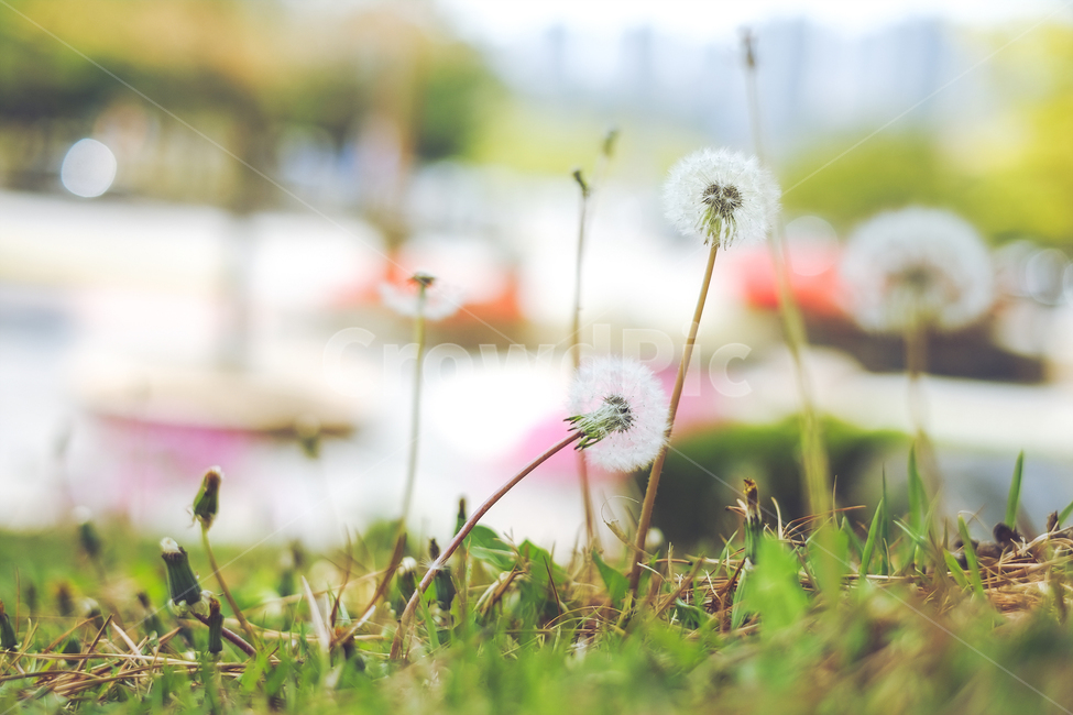 자연풍경,식물,꽃,감성사진,봄,식물,자연,plants,nature