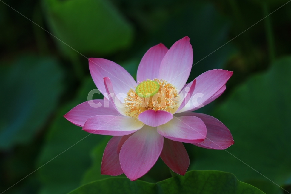 연꽃,홍련,백련,연잎,연,부여,궁남지,꽃,꽃사진,flower,식물,자연,plants,nature,꽃,flower