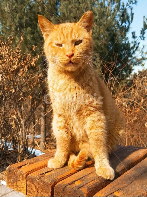 고양이,cat,동물,길냥이,길고양이,노랑이,kitty,pet,cute,노랑,사자,포유류,동물,animal,포유류,mammal,고양이,cat,kitten,kitty