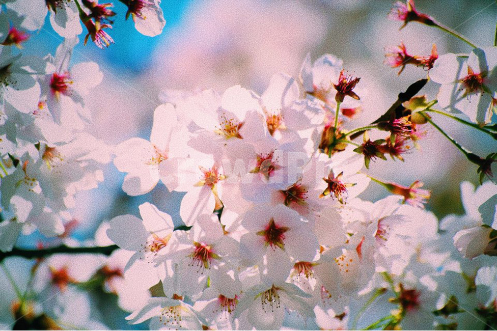 봄,벚꽃,꽃,감성,자연,봄,계절,spring,season,식물,자연,plants,nature,꽃,flower,색깔,색상,색채,색감,color sense,color sensitivity,feeling of color,plant