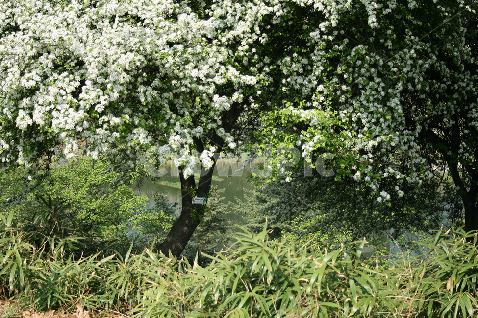 콩배나무,봄,봄날,봄풍경,감성,spring,flower,공원,풍경,식물,새싹,잎,초록,꽃,하얀,흰색,white,봄,계절,spring,season,식물,자연,plants,nature,꽃,flower,나무,trees,wood,plant,tree