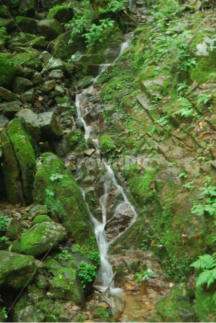 칠선계곡,자연,탐방로,봄,휴양림,자연,풍경,nature,landscape,plant,식물,moss,이끼