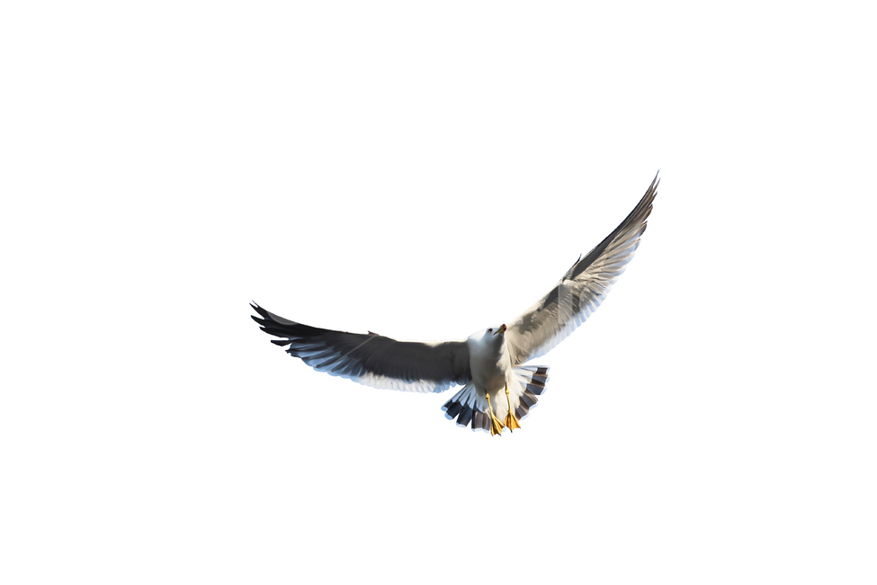 갈매기,새,조류,날개,바다,누끼,바닷가,자연,하늘,부리,seagull,bird,풍경,naturelandscape,sea,동물,animal,birds,감성sensible,feeling,outdoors,옥외,transportation,동물,animal,조류,새,birds,누끼,remove background