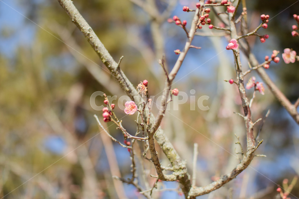 꽃,꽃망울,매화,나뭇가지,겨울,식물,자연,plants,nature,꽃,flower