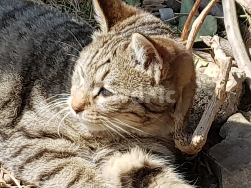 동물,고양이,cat,예쁜고양이,냥이,동물,animal,포유류,mammal,고양이,cat,kitten,kitty